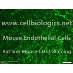 BALB/c Mouse Primary Ovarian Microvascular Endothelial Cells